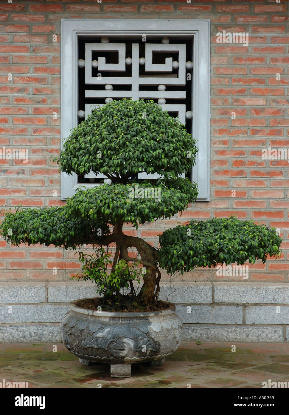 bonsai orchidea Ronghua DIY Kit