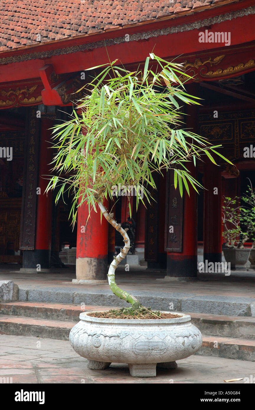 Temple of Literature built 1070 Hanoi Vietnam South East Asia Bamboo  bambusa vulgaris Vitatta bonsai plant in pot Stock Photo - Alamy