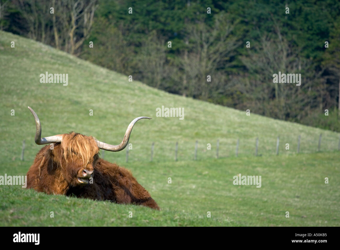 HIGHLAND COW IN A FIELD IN SCOTLAND Stock Photo - Alamy