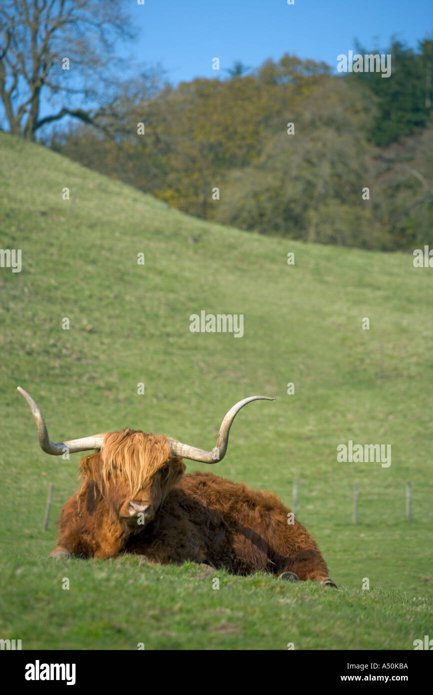 HIGHLAND COW IN A SCOTTISH FIELD Stock Photo - Alamy