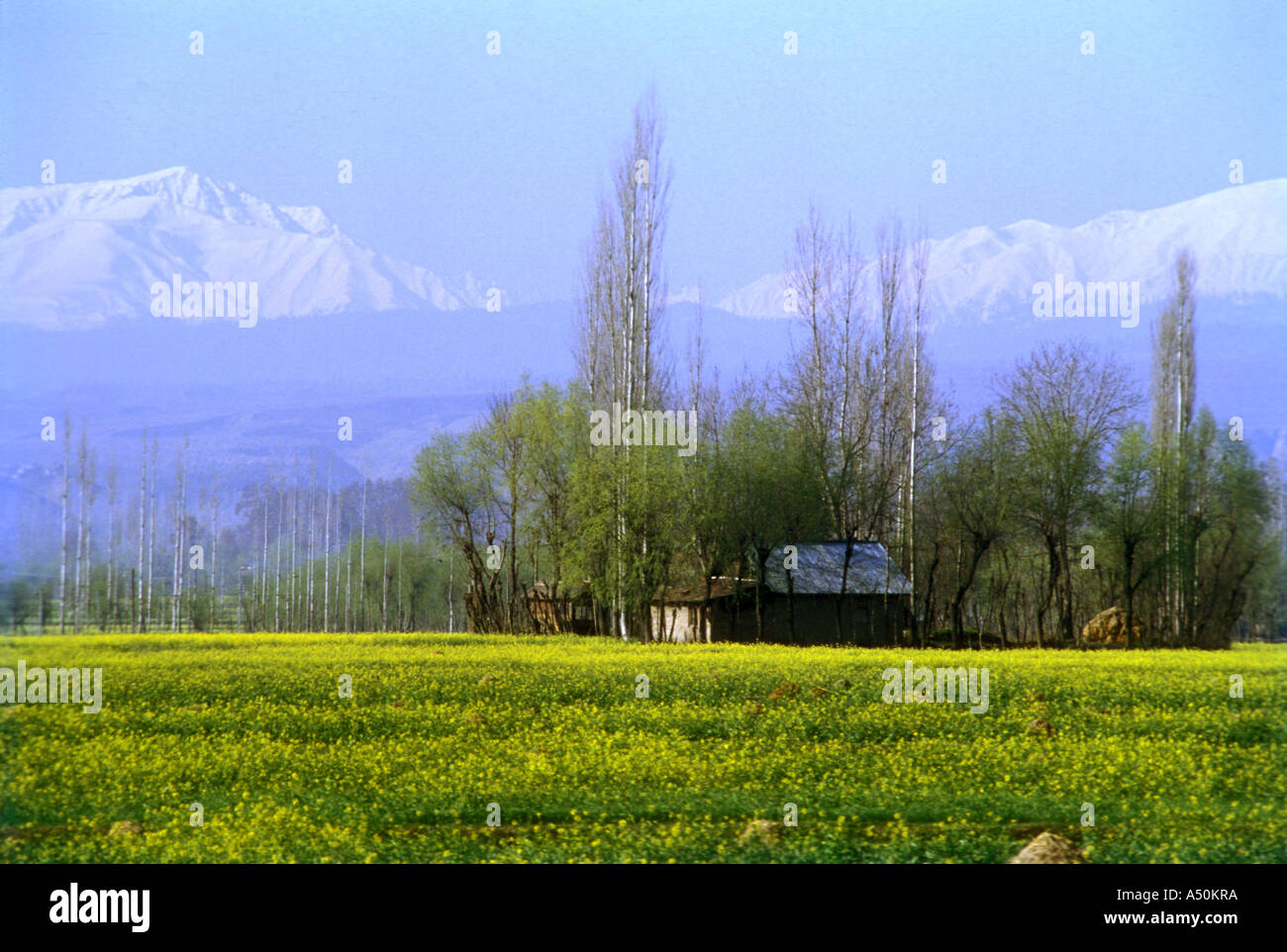 Mustard fields in Jammu Kashmir India Stock Photo Alamy