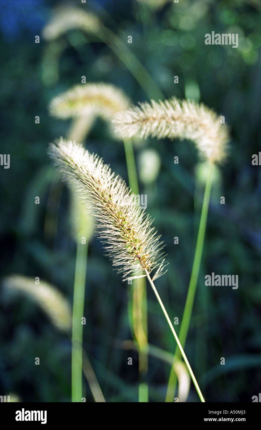 wild native seeding grass head / heads highlighted by the late day sun. Taken during late summer early fall Stock Photo