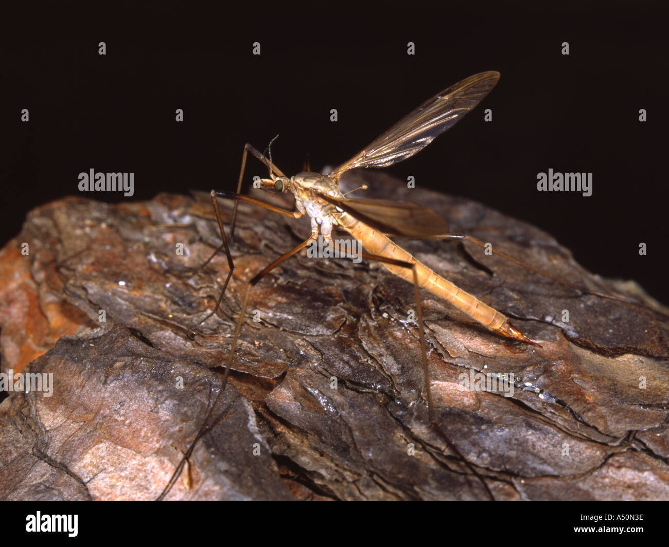 Crane fly or Daddy Longlegs Tipula maxima Stock Photo