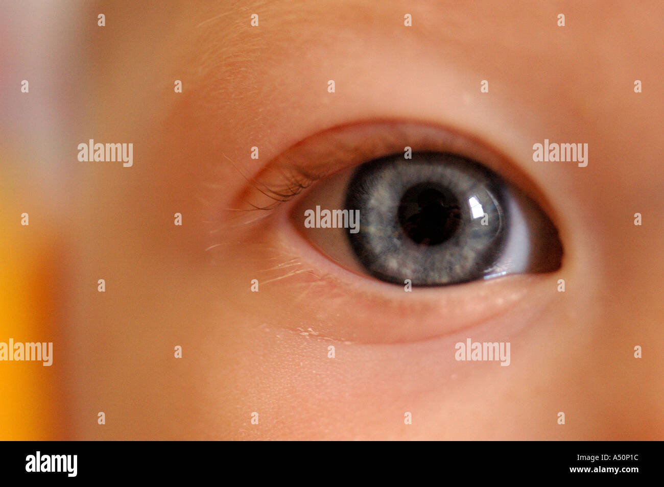 baby blue eye baby eye blue eye eye ball look gaze keen sight sight