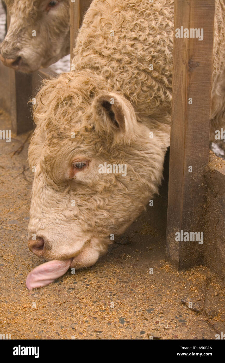 Bull licking feed from a trough Stock Photo Alamy