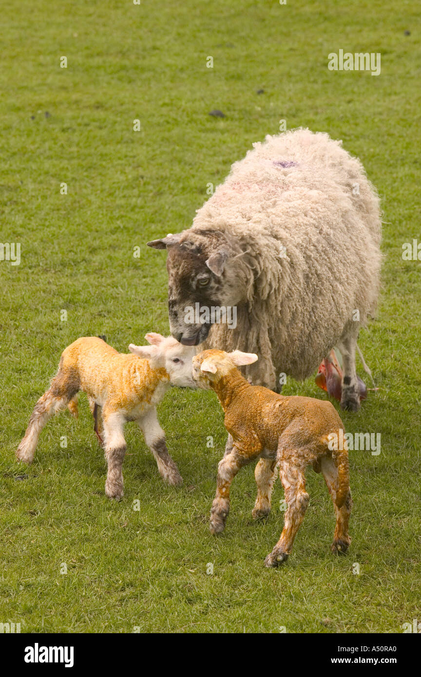 twin new born lambs being licked clean by mother yorkshire dales National park Stock Photo