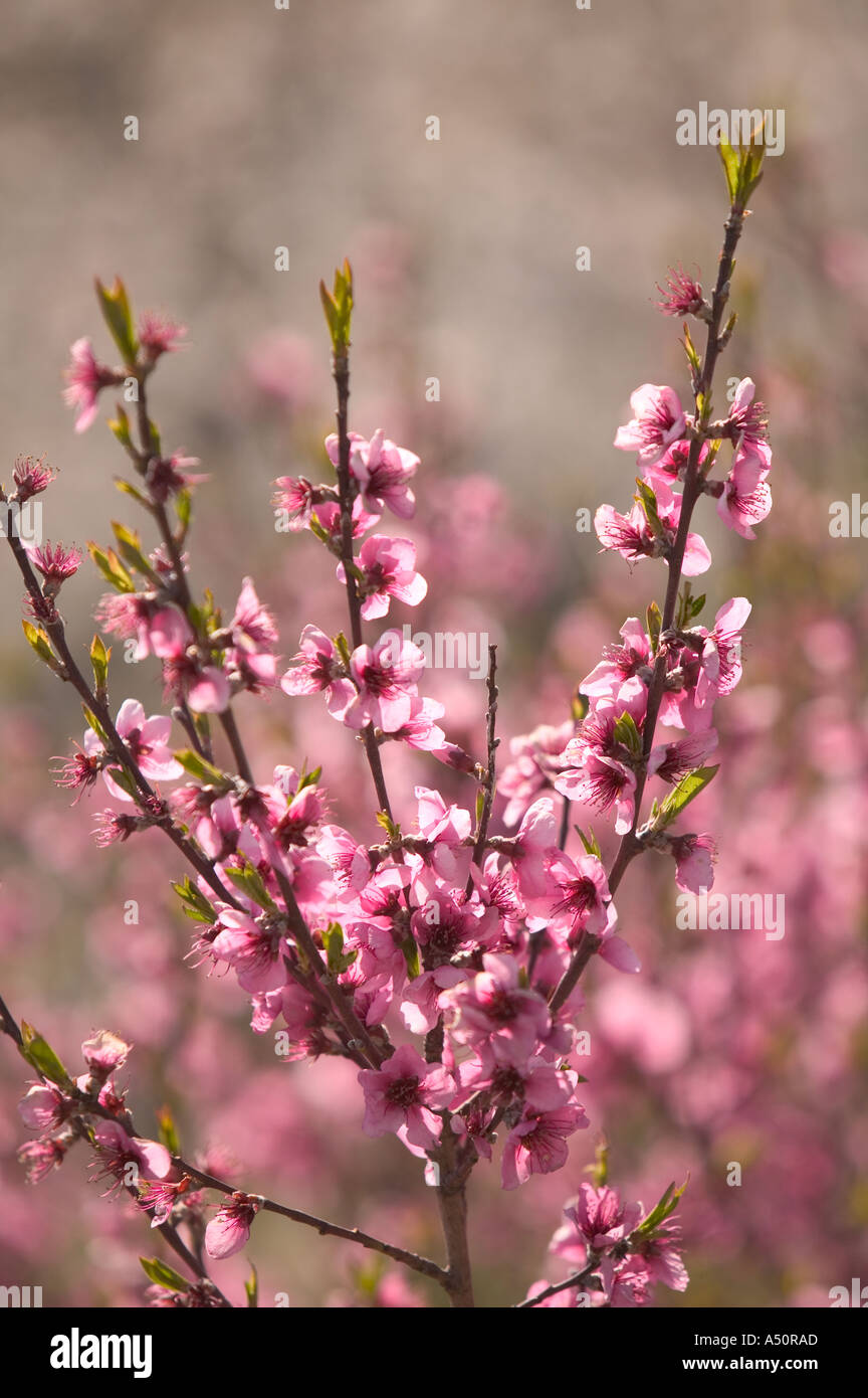 Cherry blossom in a spanish orchard Stock Photo