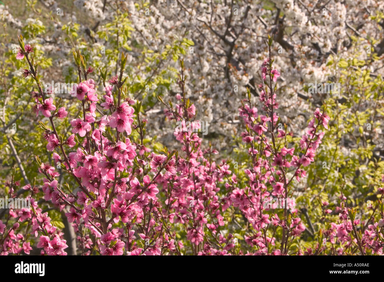 fruit blossom in a spanish orchard Capileira Stock Photo