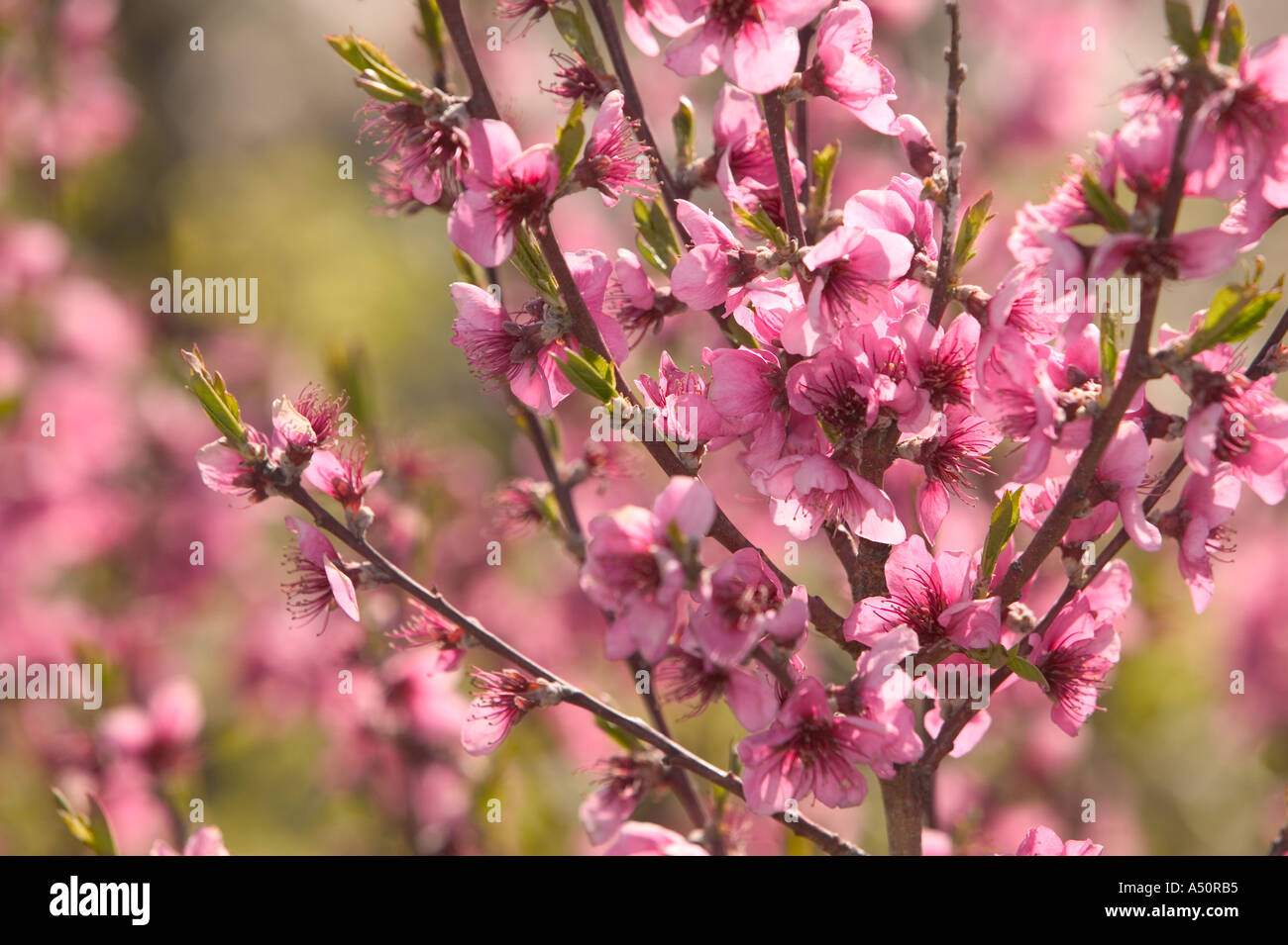 cherry blossom in a spanish orchard in Capileira Stock Photo