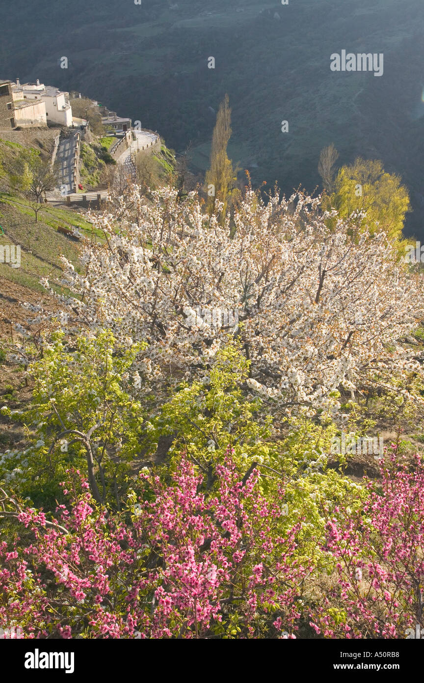 Capileira and fruit blossom Alpujarras Andalucia spain Stock Photo