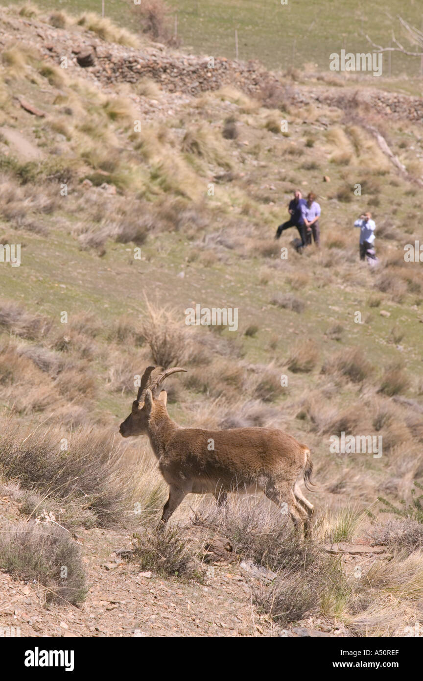 walkers watching a spanish Ibex in the Sierra Nevada Mountains Stock