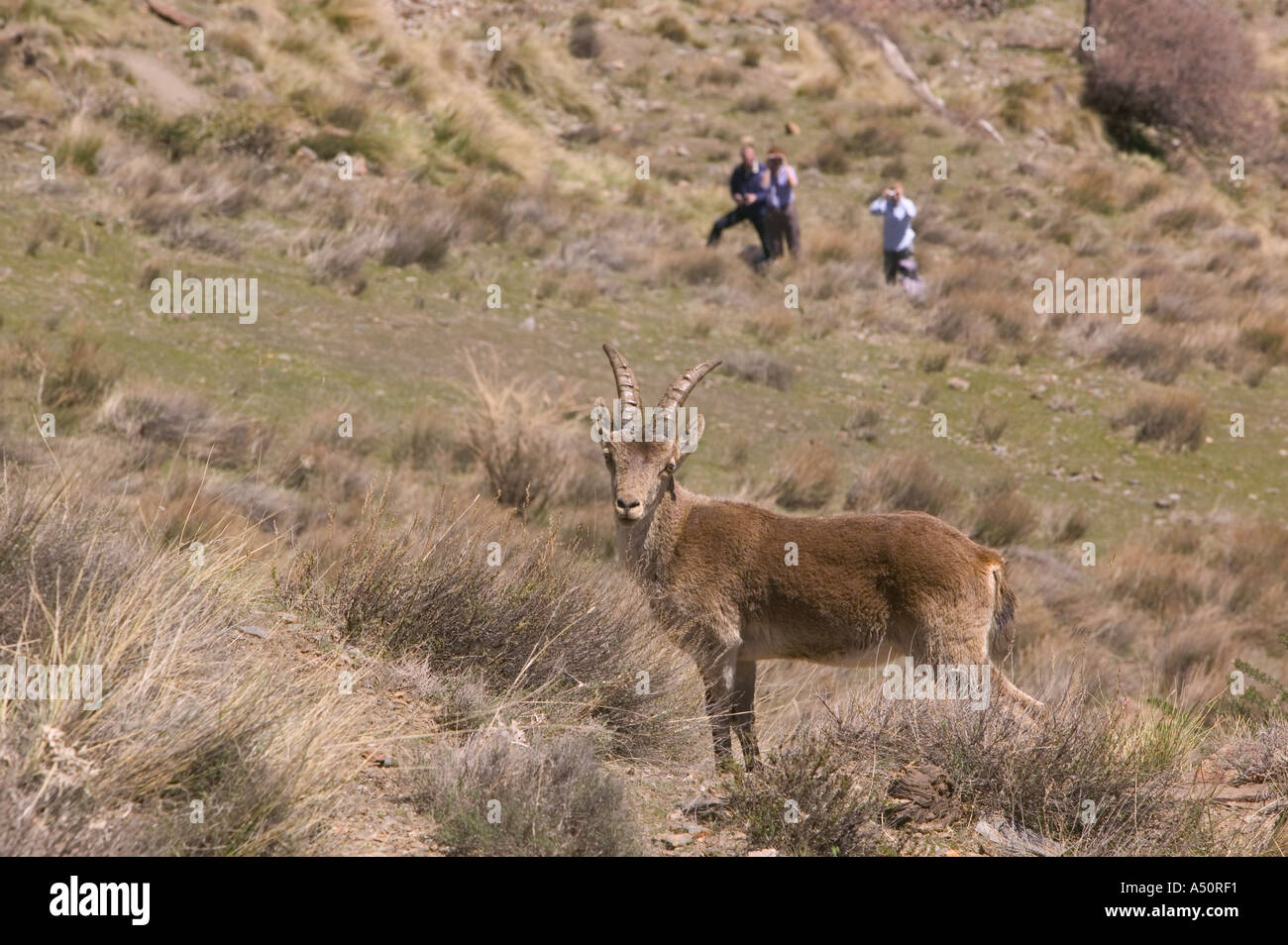 walkers watching a Spanish Ibex in the Sierra Nevada Mountains Spain