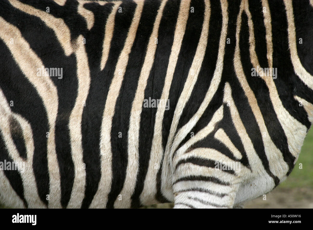 Zebra patterned skin Stock Photo