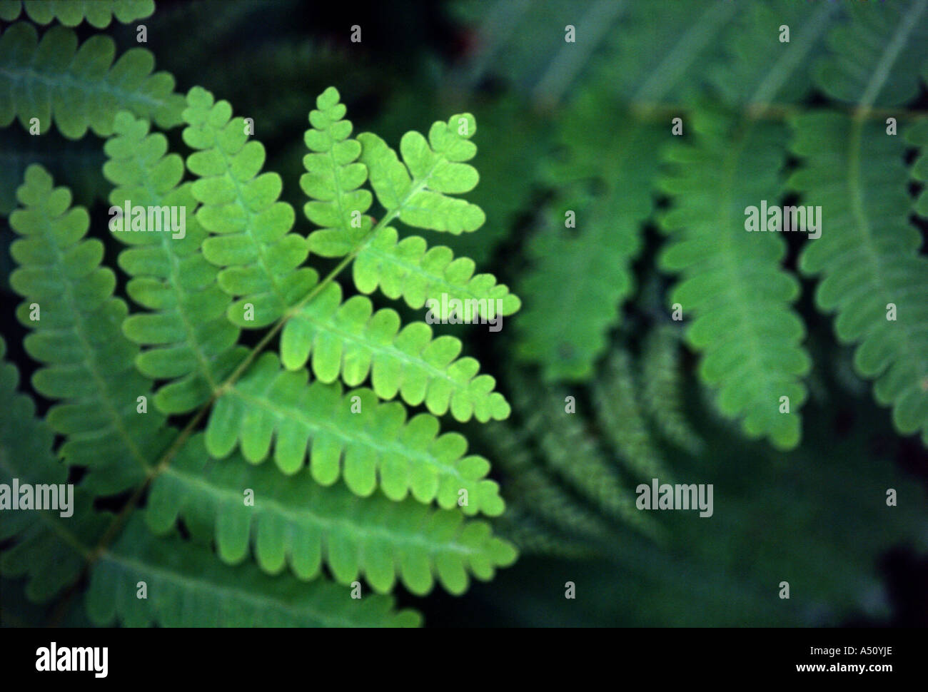 Foliage and leaves hi-res stock photography and images - Alamy