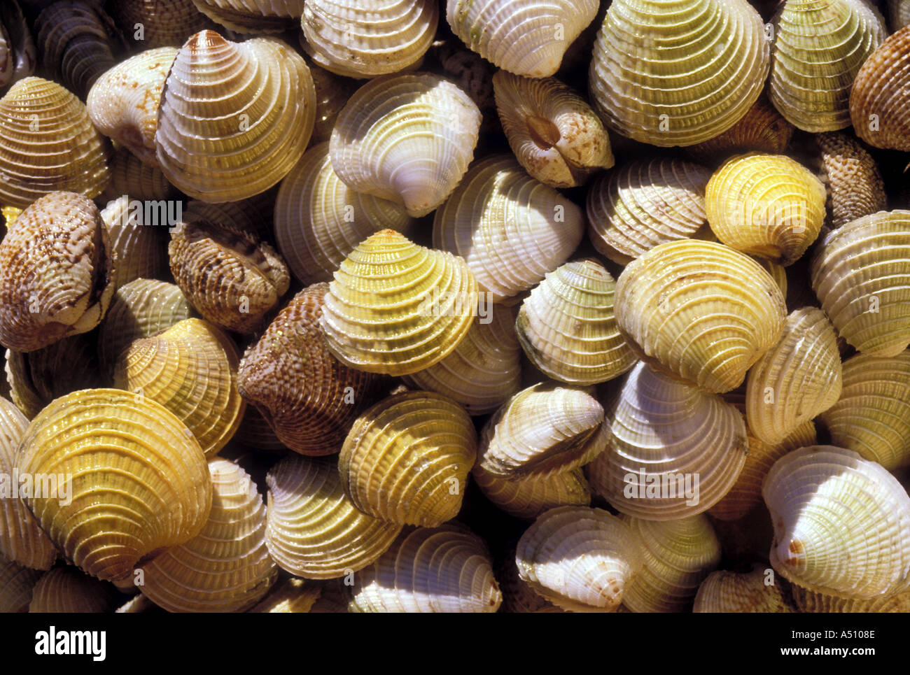 Multicolored clams Baja California Mexico Stock Photo Alamy