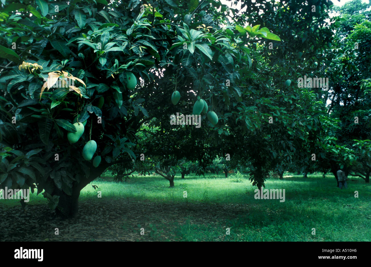 Mango grove hires stock photography and images Alamy