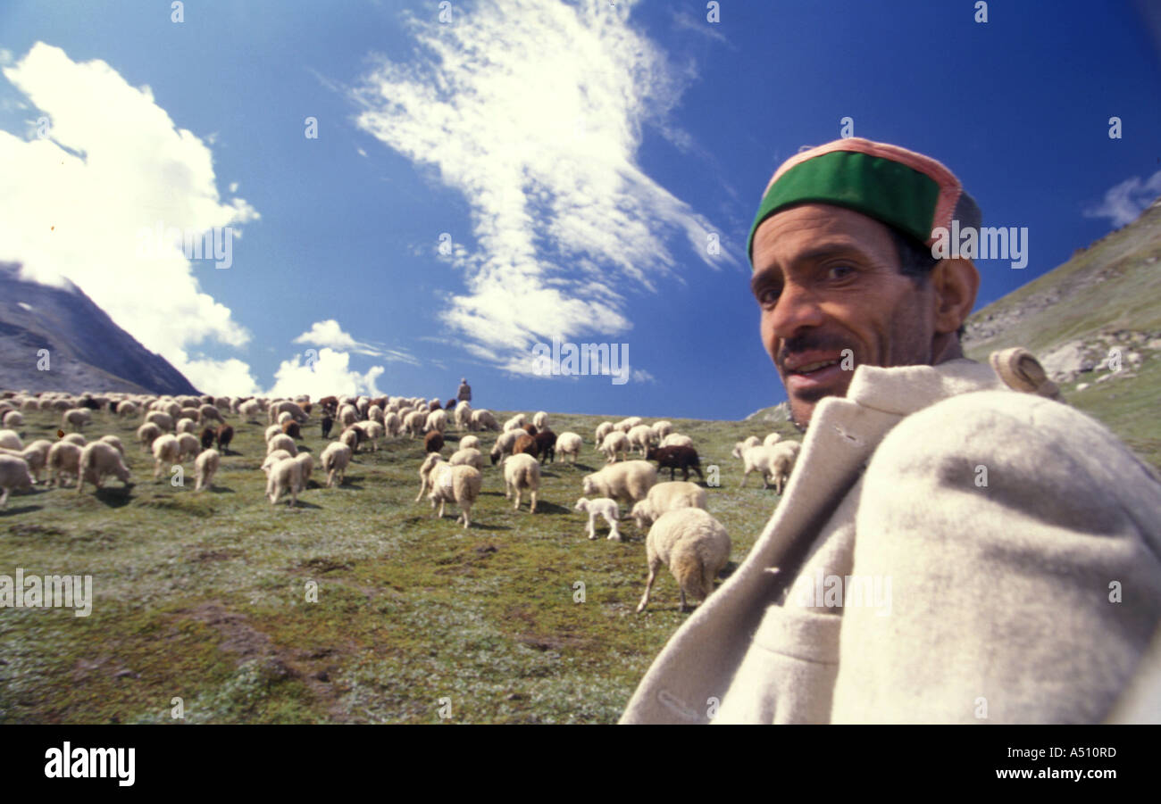 Shepherd With Flock Of Sheep Stock Photo