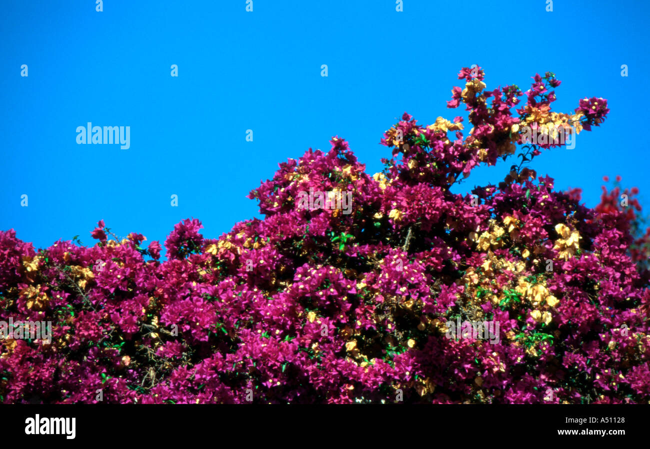 flowers on archway Stock Photo