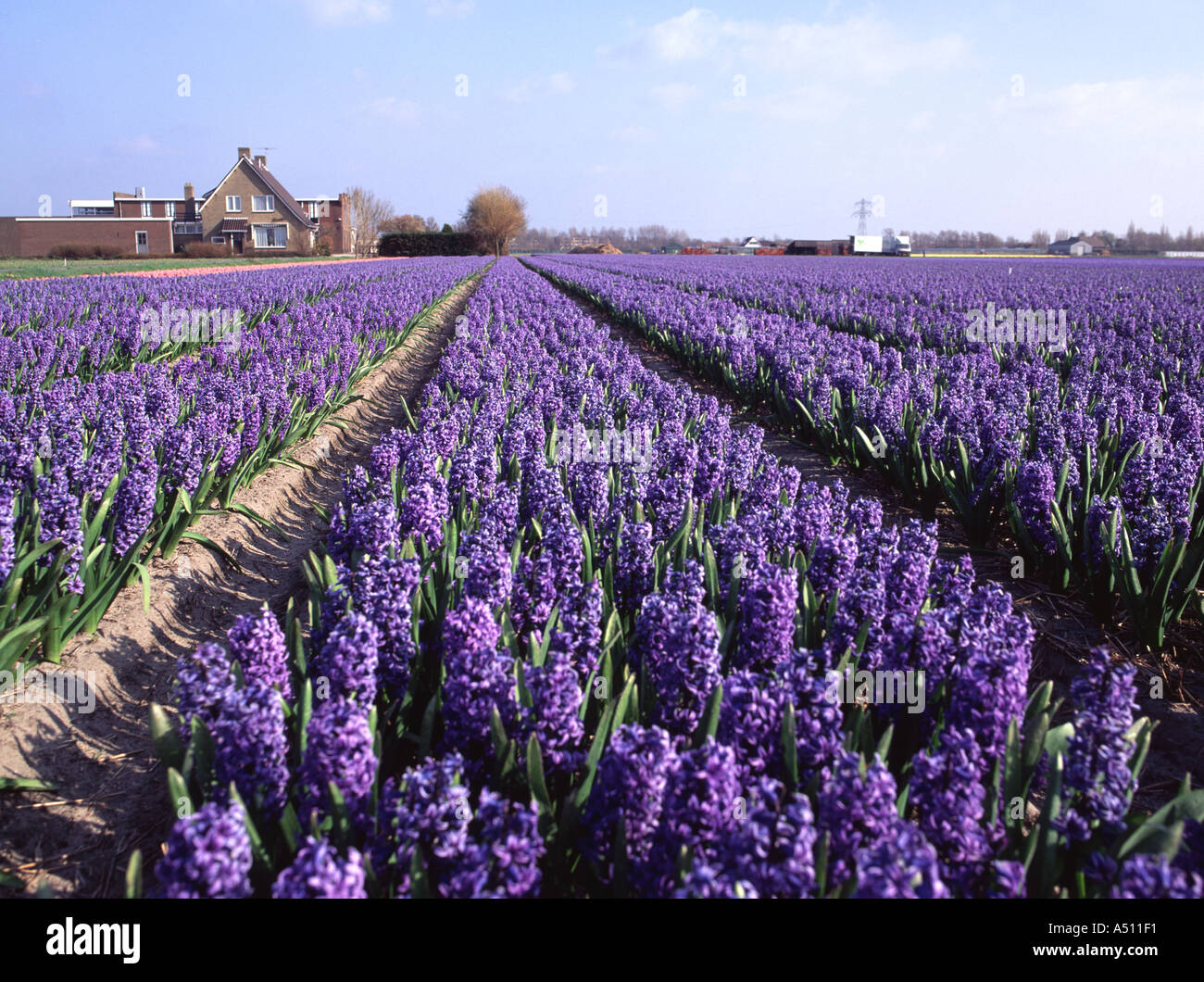 Field of purple hyacinths Stock Photo - Alamy