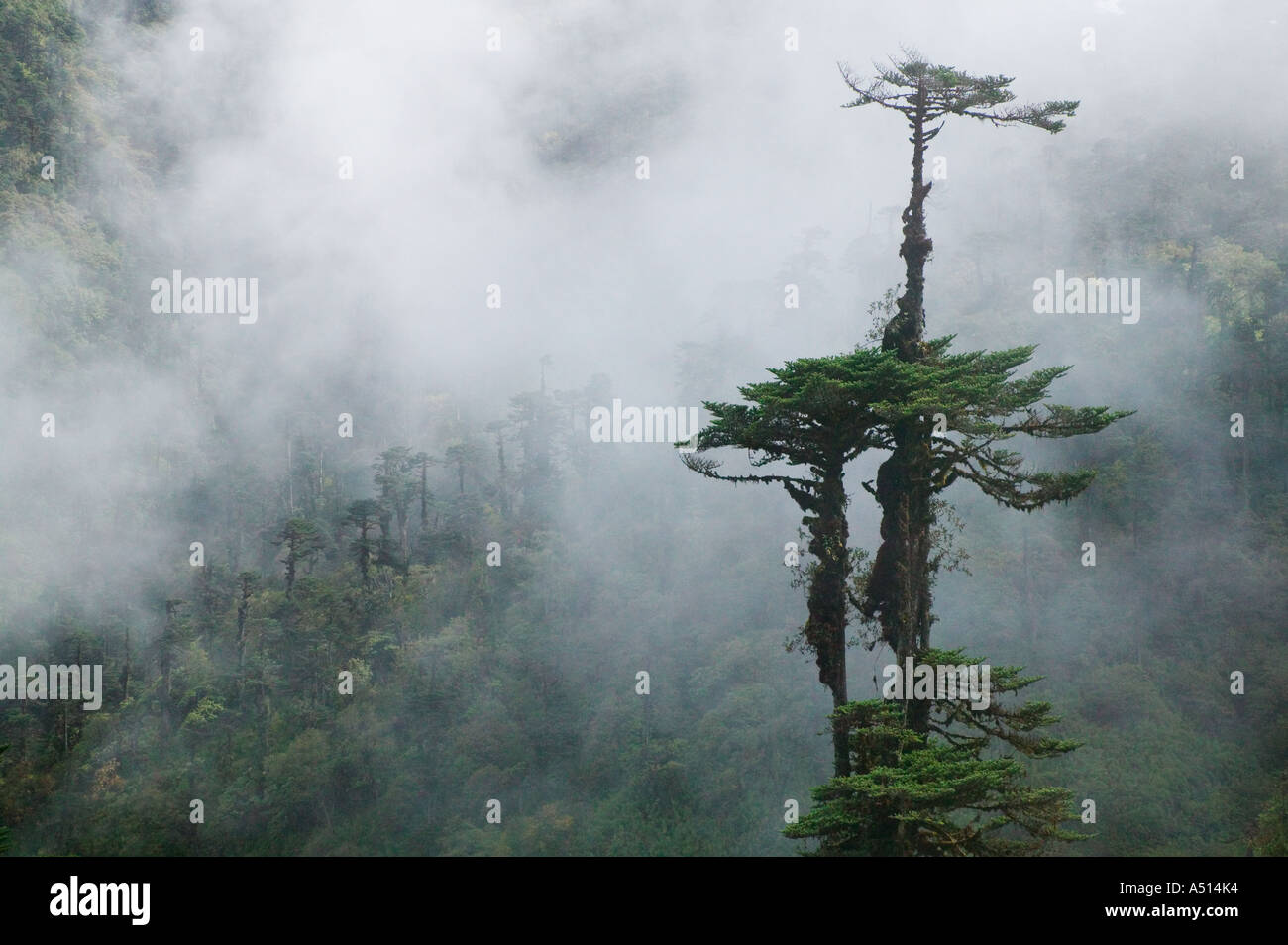 Landscape of Himalayan cedar forest in mist Bumthang Trongsa Bhutan ...