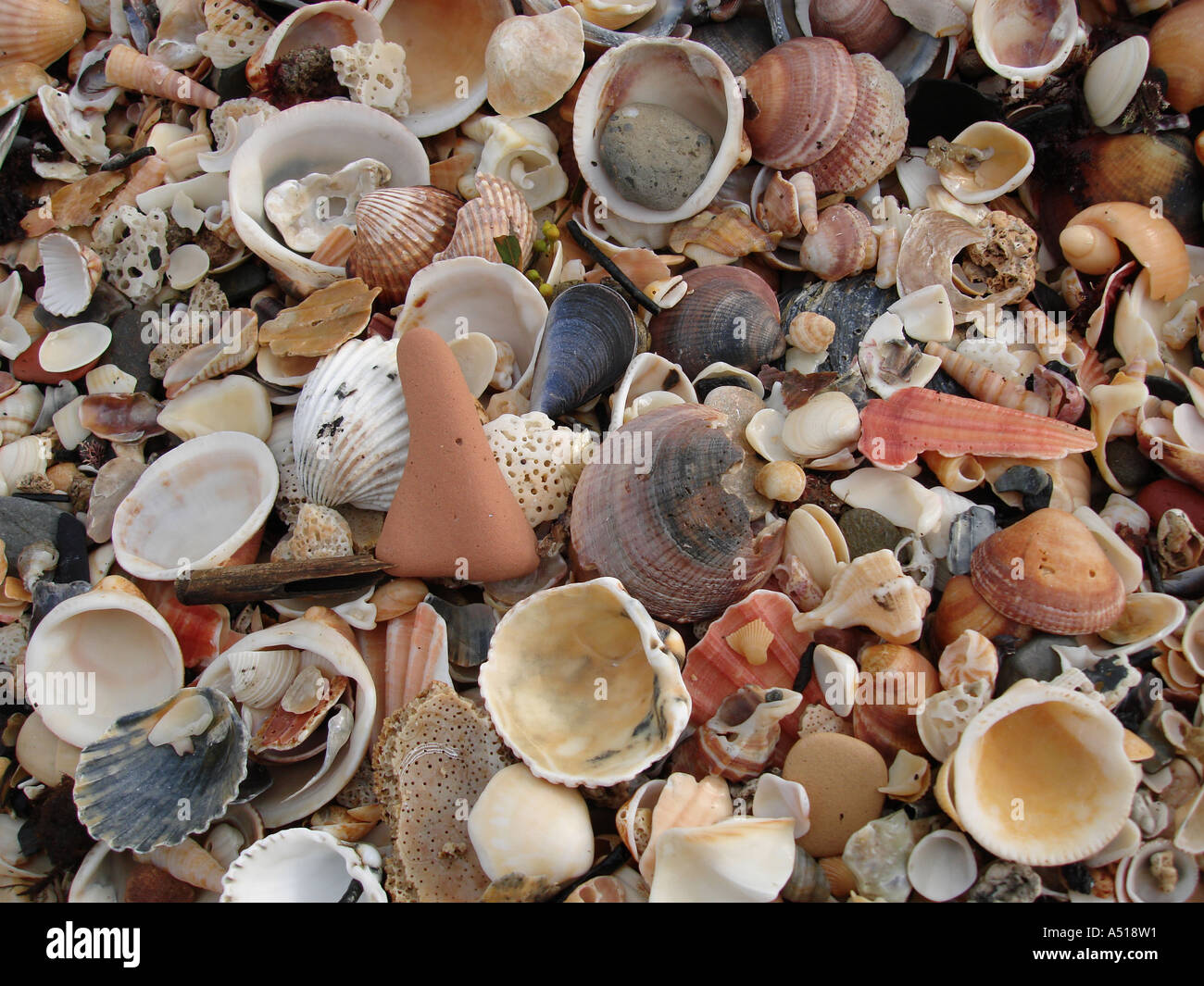 SEASHELLS ON BEACH Stock Photo Alamy