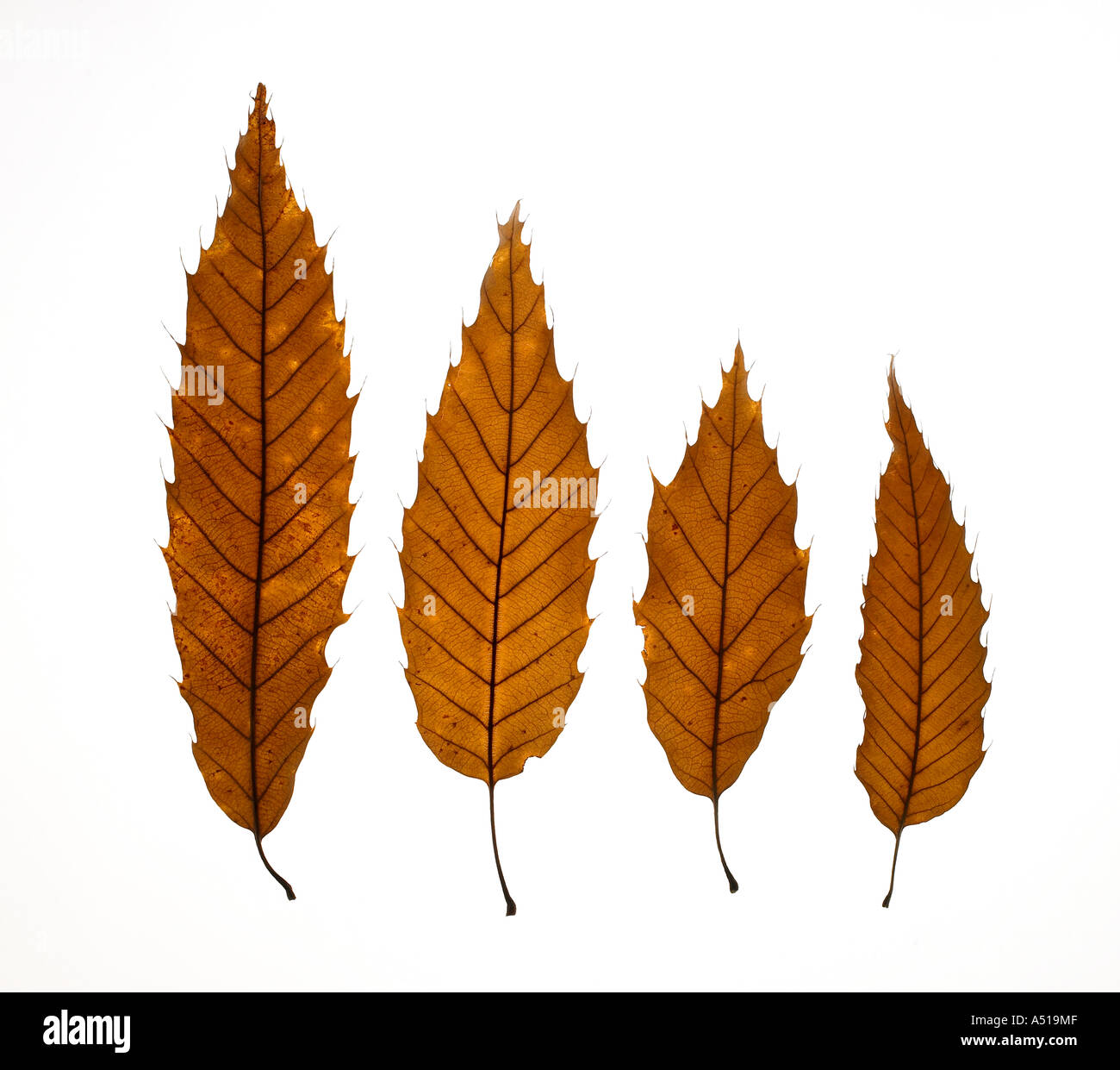 Four leaves. Stock Photo