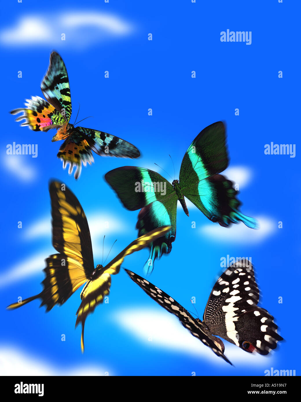 Group of Butterflies in the Sky. vertical Stock Photo Alamy