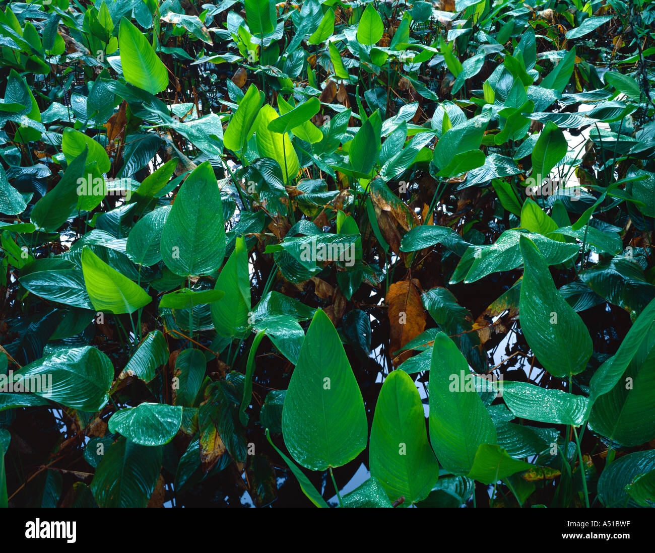Rainforest closeup hi-res stock photography and images - Alamy