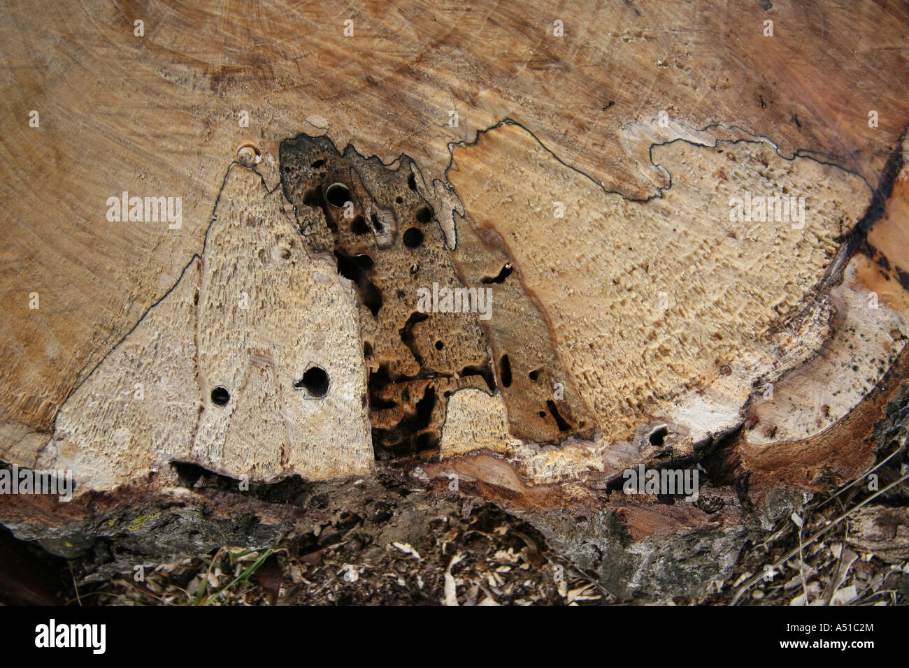 Ant holes hires stock photography and images Alamy