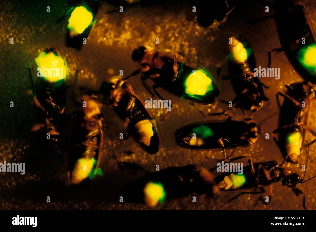 Underside of fireflies flashing at night Stock Photo