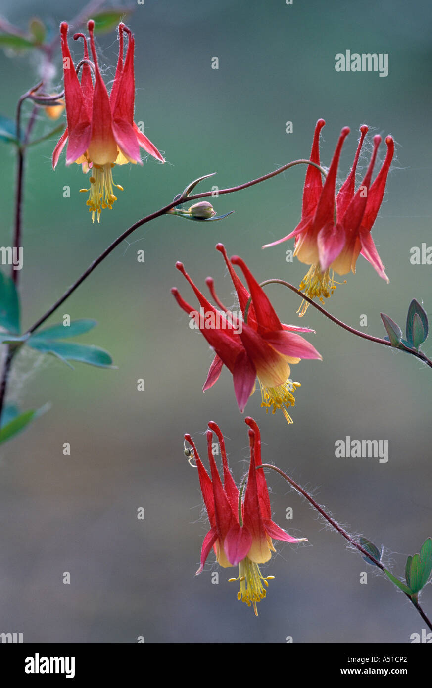 Wild Columbines Aquilegia Canadensis Stock Photo Alamy