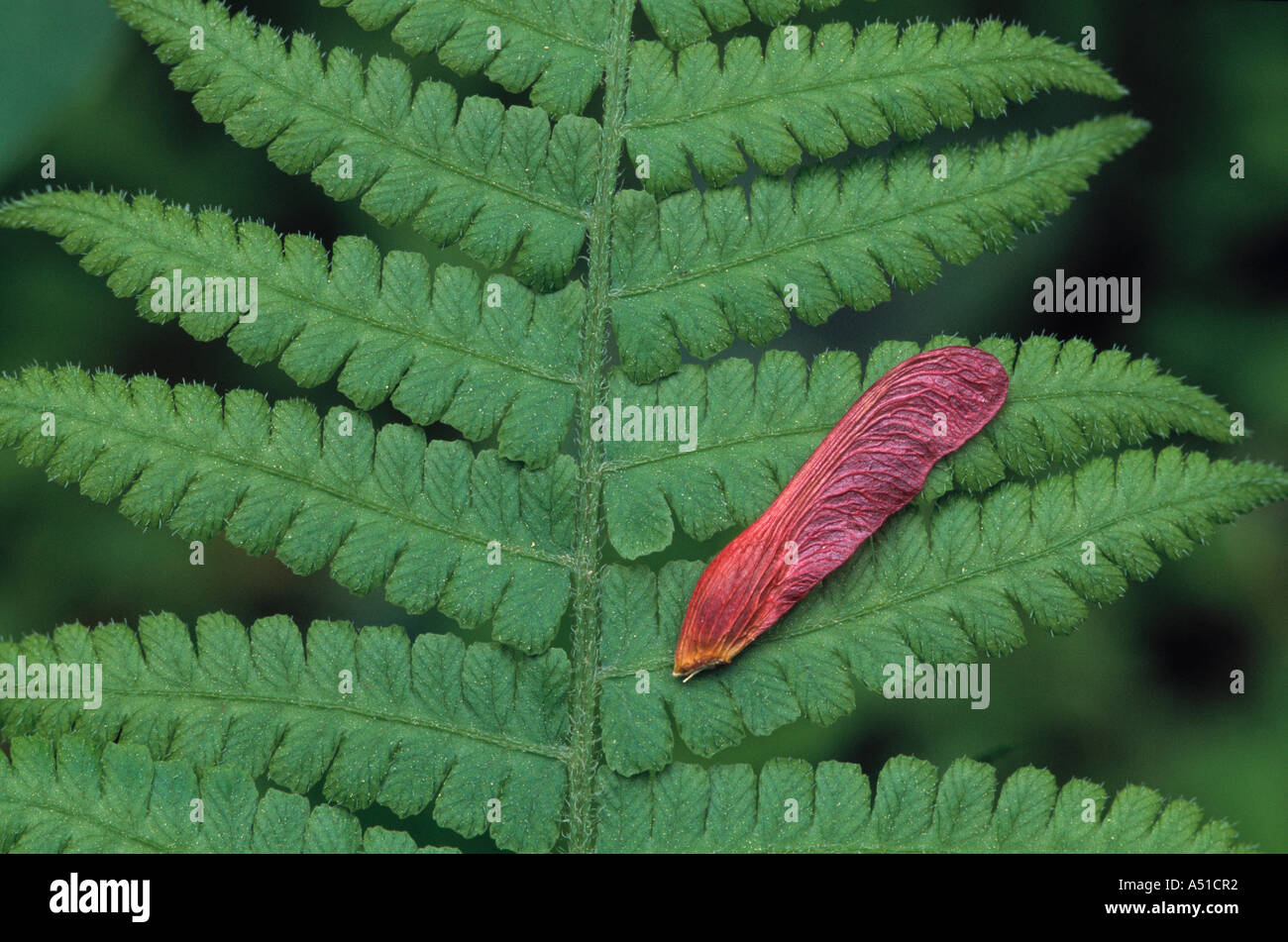 Scarlet maple seed resting on wood fern leaf Stock Photo