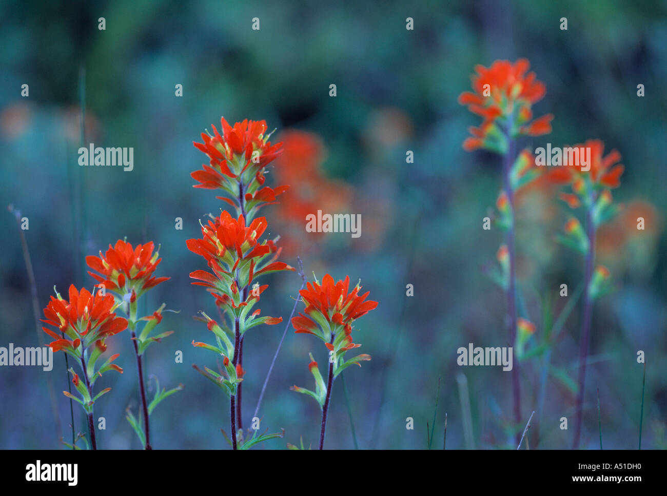 Red Indian paintbrush flowers Stock Photo Alamy