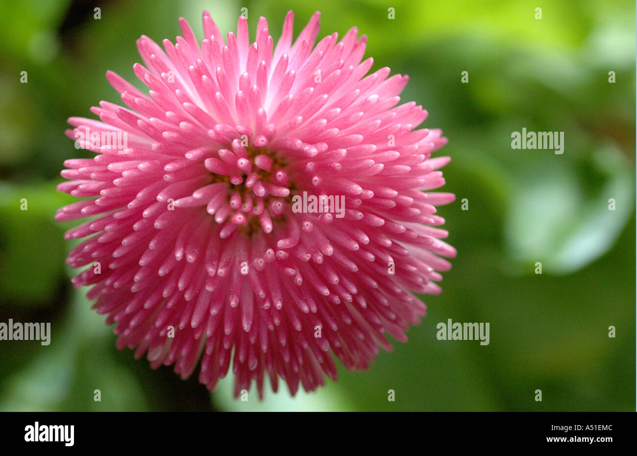 Unique flower spike hi-res stock photography and images - Alamy