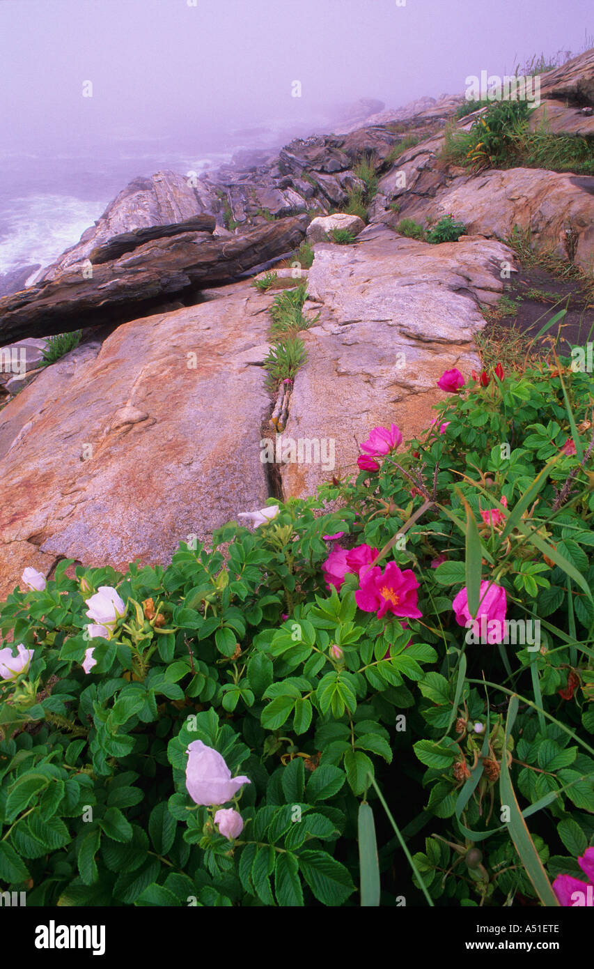 Roses on mountain, Pemaquid Point, Bristol, Maine, USA Stock Photo