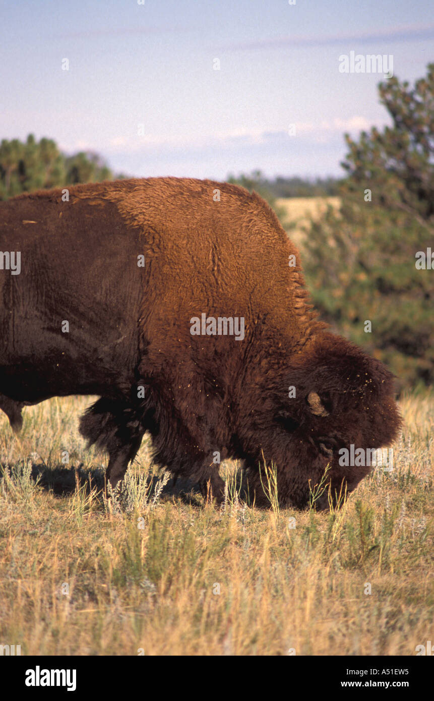American bison buffalo buffalo feeding eating South Dakota iconic image symbol american west frontier plains indians Stock Photo