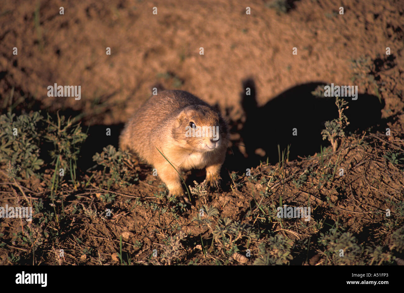South Dakota prairie dog at entrance to its burrow looking out wildlife animals nature Stock Photo