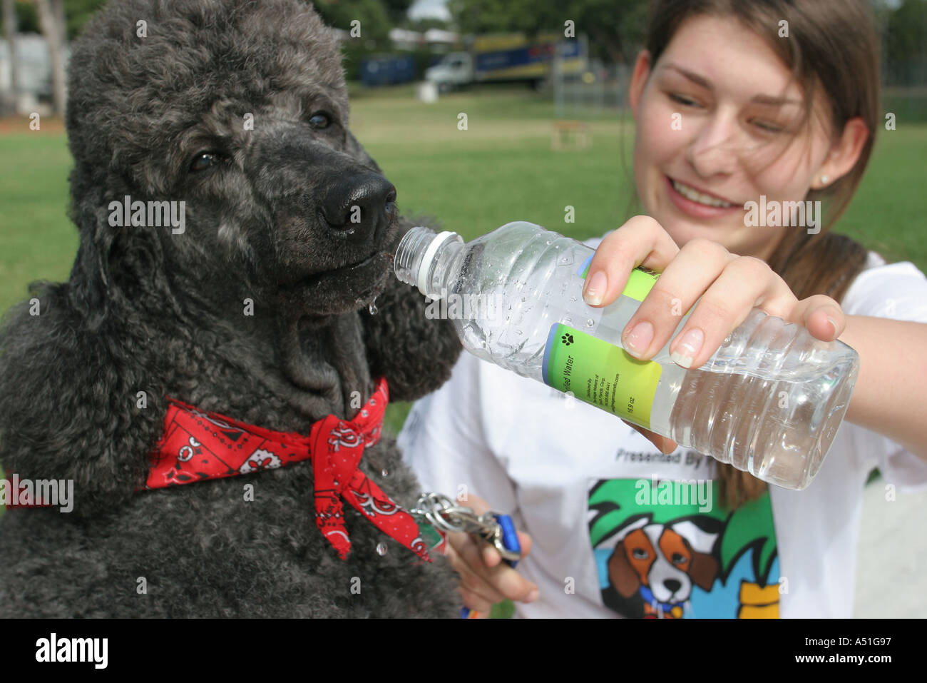 Miami Florida,Bayfront Park,Walk for the Animals,Humane Society event,dog dogs,pet pets,canine,animal,girl girls,youngster youngsters youth youths fem Stock Photo