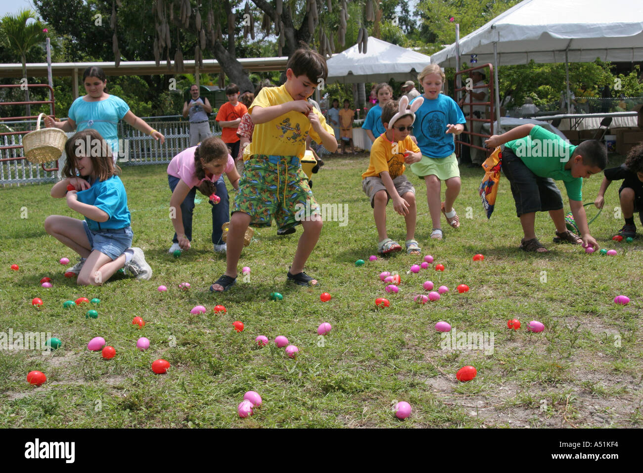 Parrot gathering hires stock photography and images Alamy