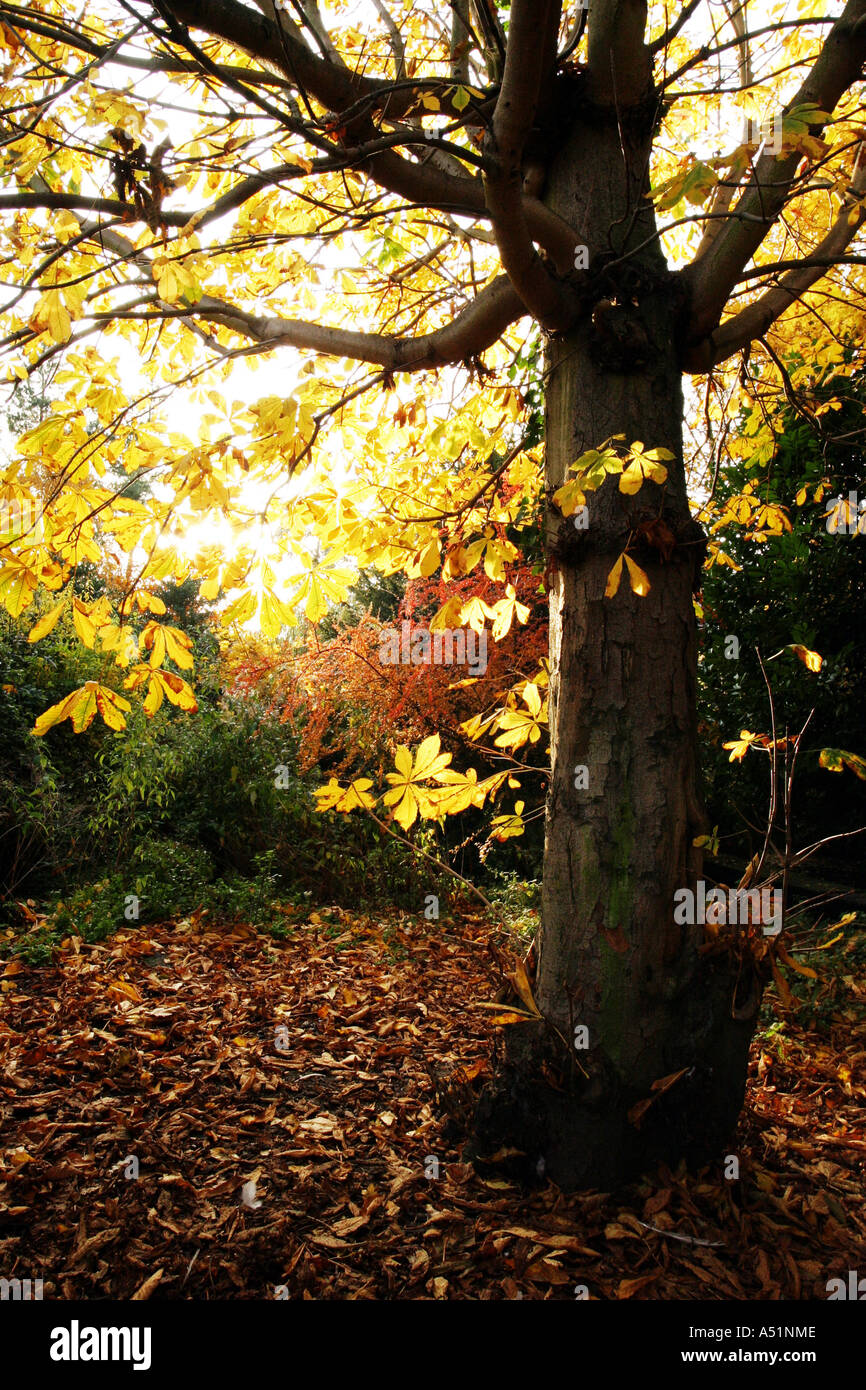 woodland at Suffolk UK Stock Photo