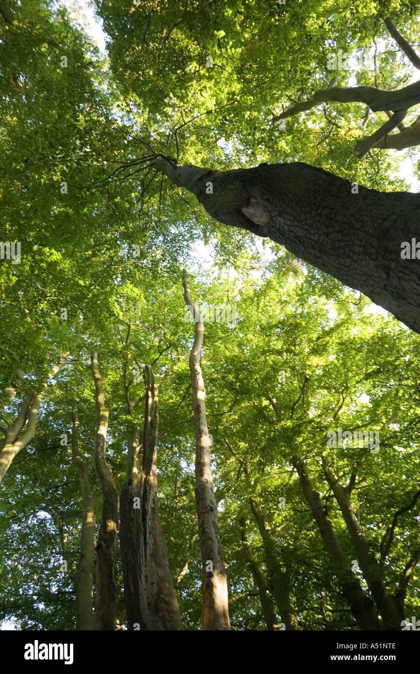 woodland at Knettishall Heath in Suffolk, UK Stock Photo