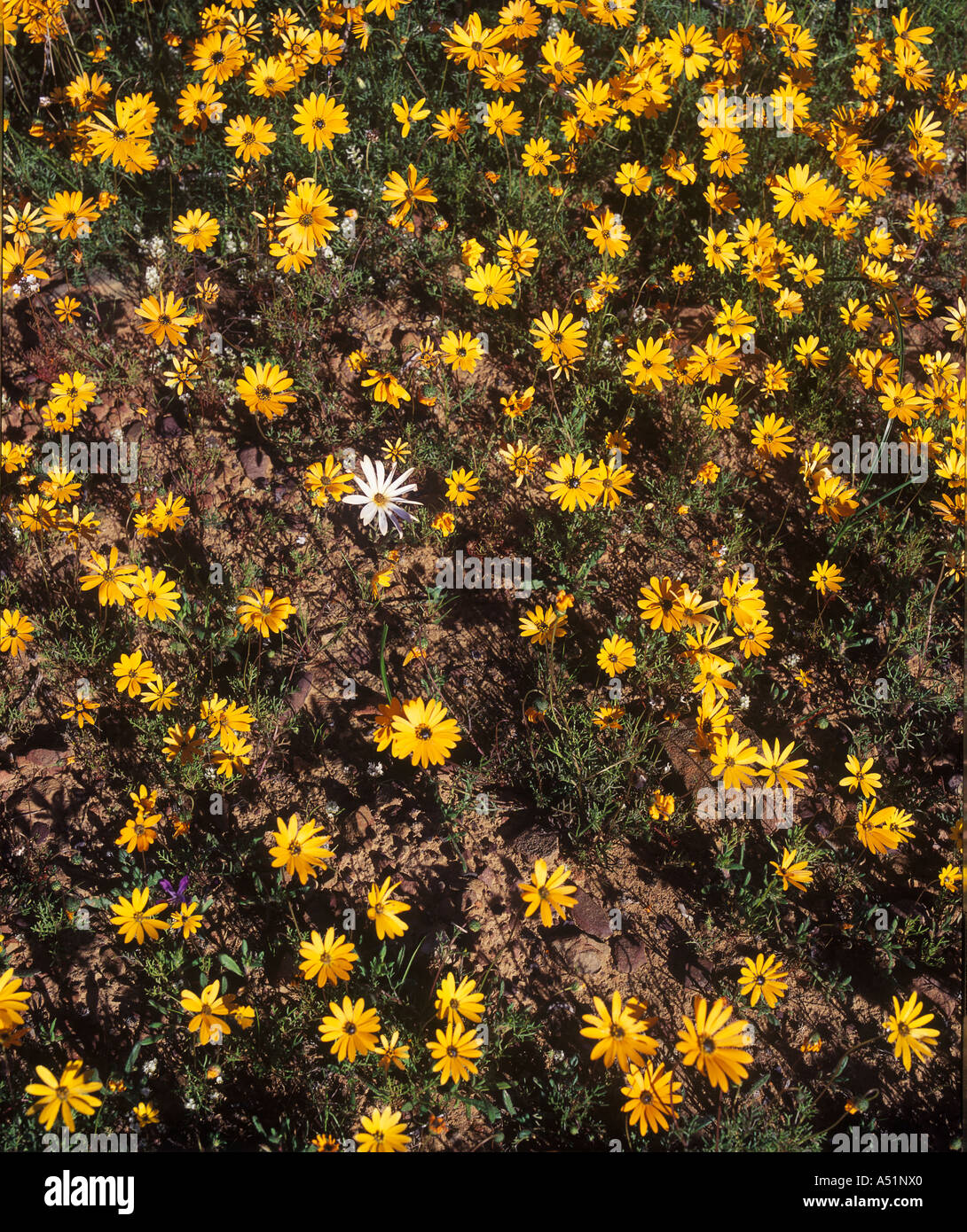 Seasonal daisy field in Namaqualand South Africa Stock Photo Alamy