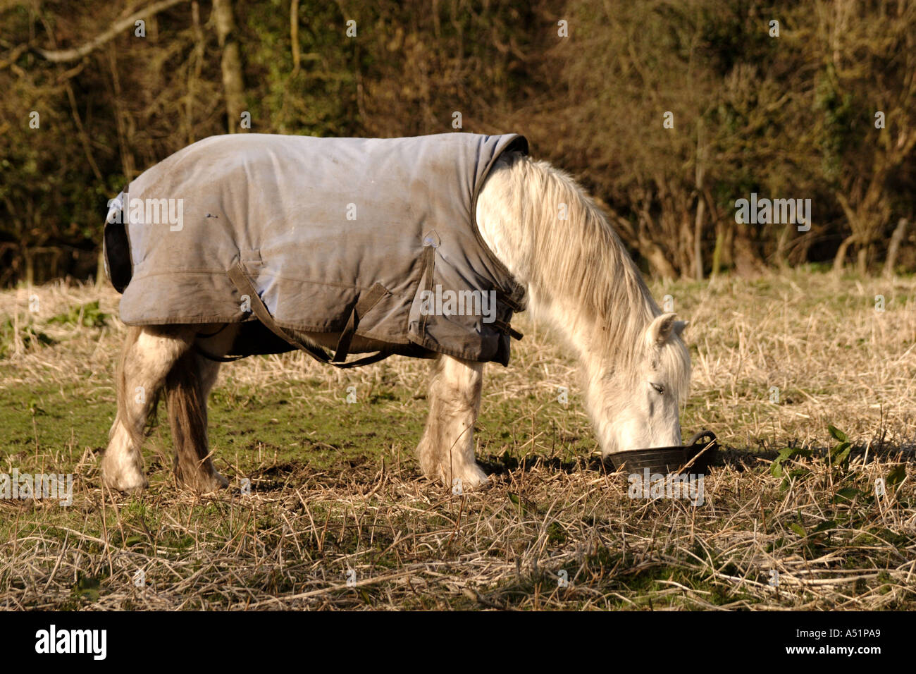 Horse Wearing Jacket Hi res Stock Photography And Images Alamy horse-wearing-jacket-hi-res-stock-photography-and-images-alamy