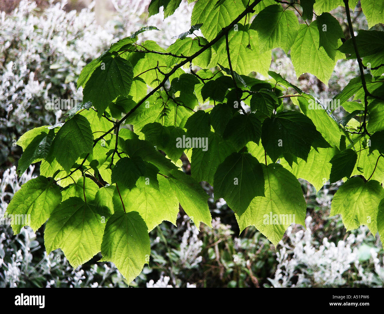 maple leaves Stock Photo