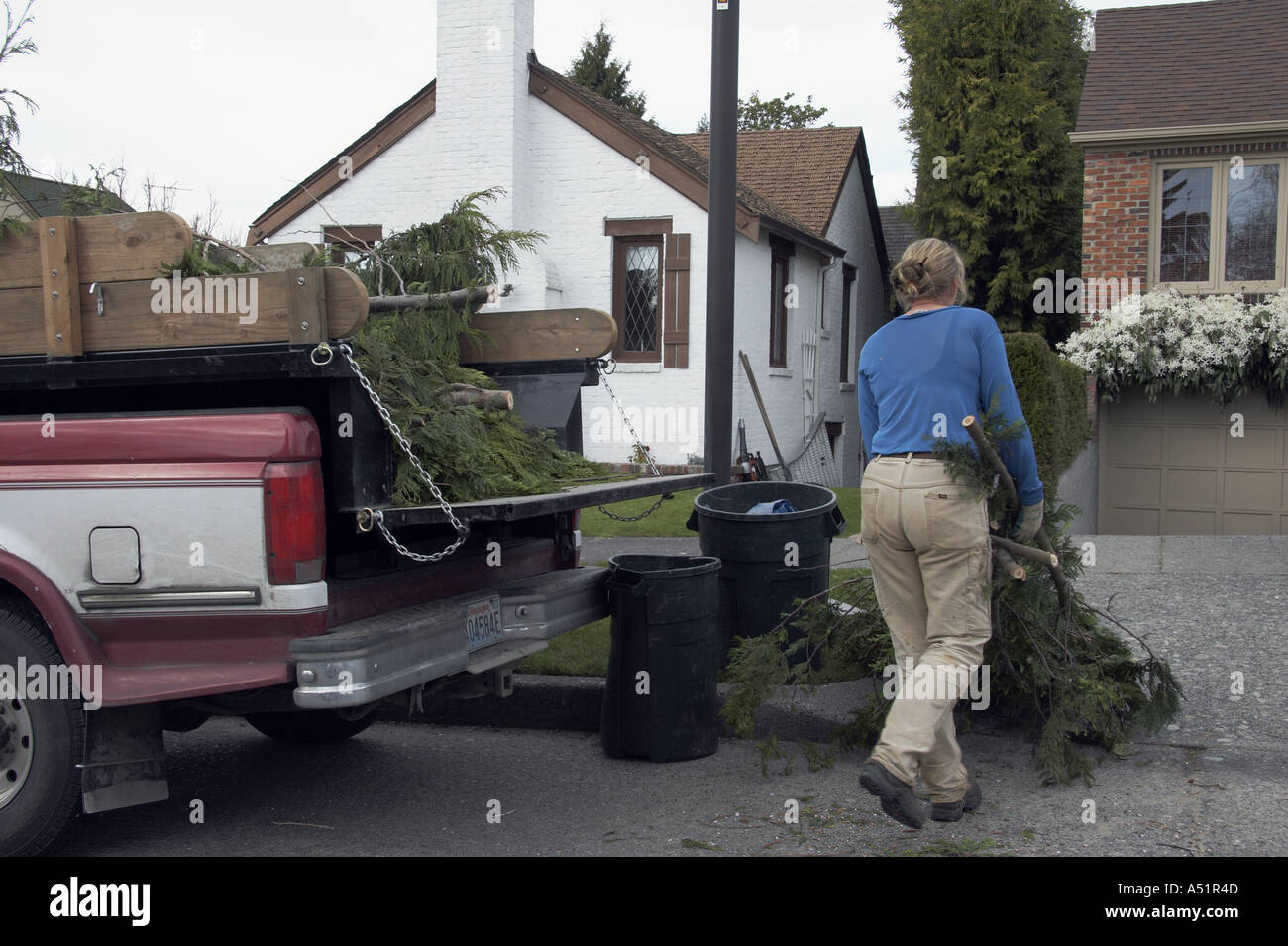 Woman hauling tree branches to pickup truck Stock Photo Alamy