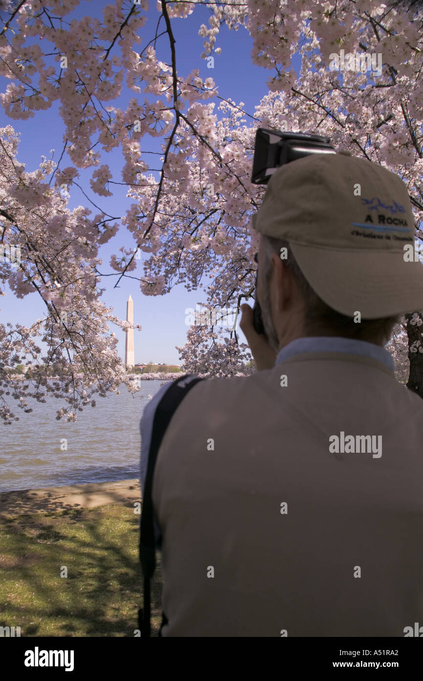 Photographer taking picture of pink cherry blossoms around the edge of the Potomac River Tidal Basin Washington DC USA Stock Photo