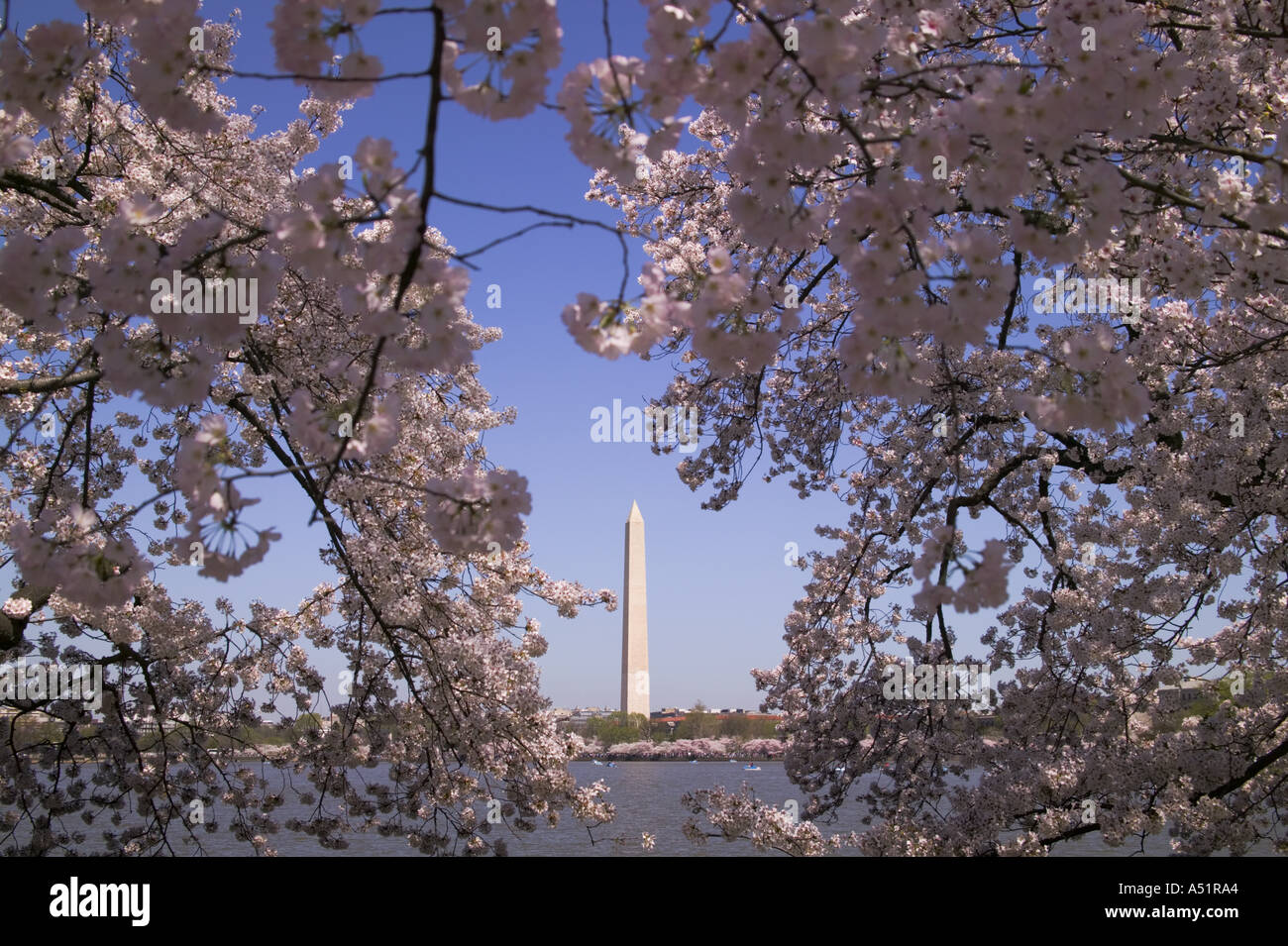 Cherry blossoms frame the Washington Monument along the Potomac Tidal Basin Washington DC USA Stock Photo