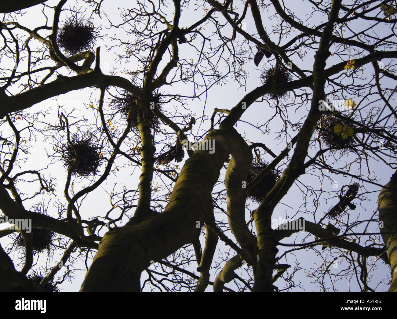 Crows Nests Stock Photos & Crows Nests Stock Images Alamy