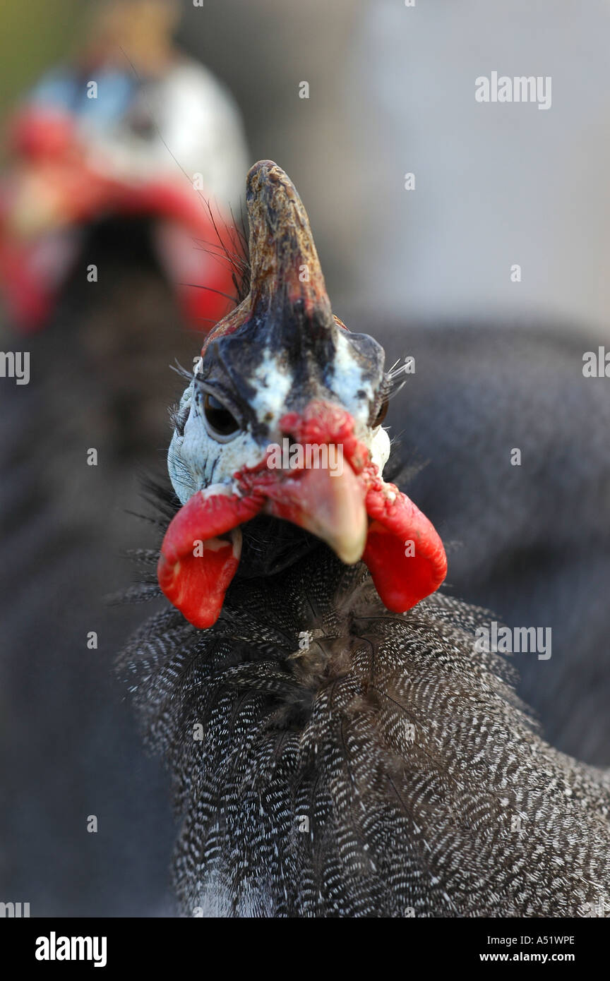 Guinea Fowl Stock Photo
