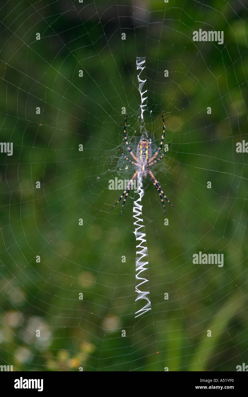 Zig zag pattern hires stock photography and images Alamy